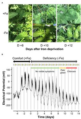 Early Diagnosis of Iron Deficiency in Commercial Tomato Crop Using Electrical Signals